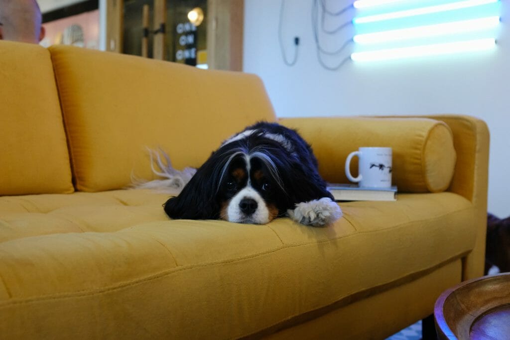 How To Clean A Fabric Couch At Home: 3 Easy Steps | 2021 how to clean a fabric couch
