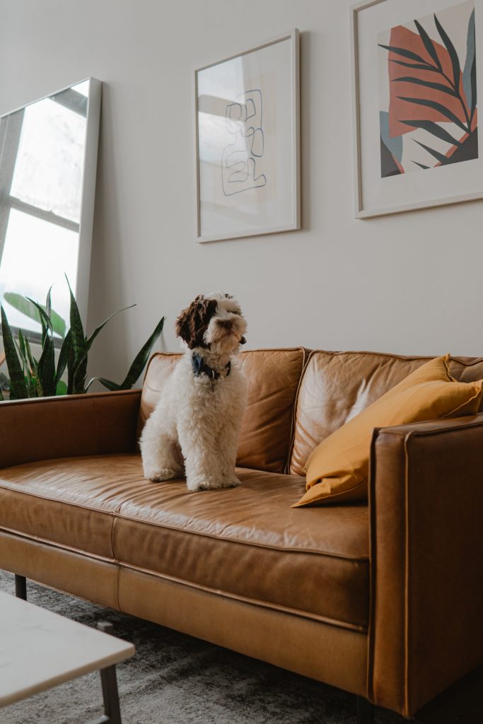 How To Clean Leather Lounges: A Complete 6-Step Guide pets on leather lounges